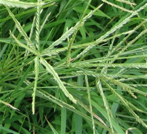 baragis|Paragis / Eleusine indica / wire grass: Philippine Medicinal Herbs .